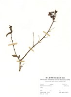 藏品(臺灣金絲桃)的圖片